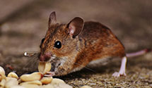 24 Hour & Emergency Exterminators in Bowie, MD